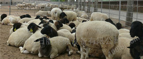湖北省肉羊养殖污水处理设备RL-UASB反应器